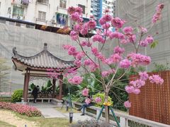 -沙湾姜埋奶(兴新包店)