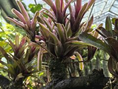 -国家植物园南园