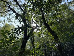 -上海佘山国家森林公园西佘山园