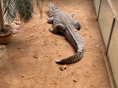 -西霞口神雕山野生动物世界