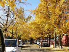-三里屯东五街银杏大道