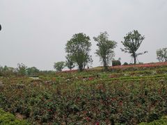 -泰山天颐湖旅游度假区