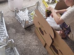 -马陆小张葡萄园农家乐