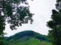 -龙井村