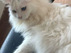 -有猫主题·治愈系猫咖(曾厝垵店)