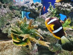 -御唐府海珊瑚主题餐厅