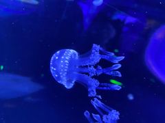 -芜湖新华联大白鲸海洋公园