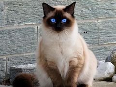 -小猫来了·猫舍(红山六九七九店)
