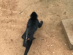 -西霞口神雕山野生动物世界