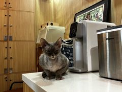 -MOCHA明星猫咖(田子坊店)