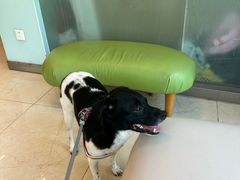 -瑞派申生动物医院·24H夜诊·国际动物医疗中心·骨外科(吴中路店)