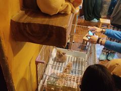 -猫猫幼稚园·撸猫·桌游·电玩