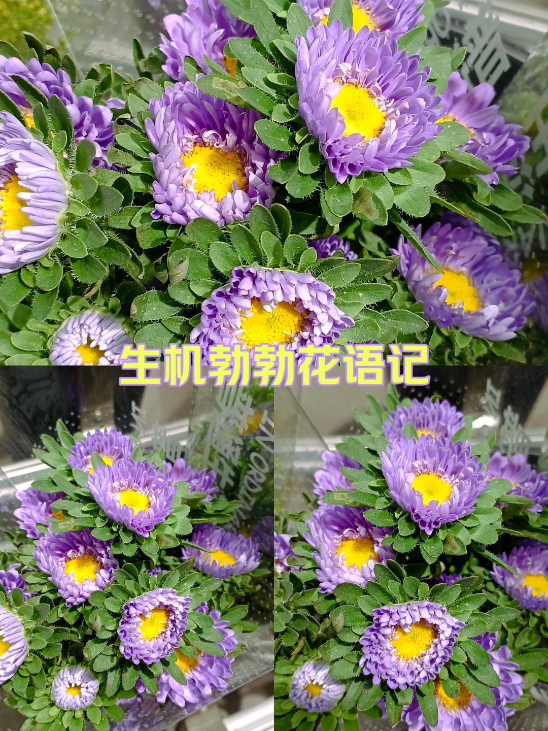 绿色多头菊的花语图片