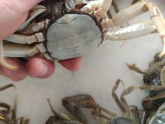沱湖螃蟹-船上人家(五河店)