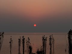-西京湾花海