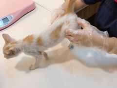 -御宝贝·A梦猫科宠物医院(国际猫友好医院)