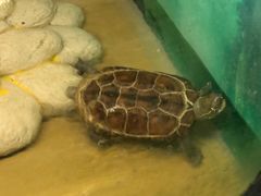 -上海大自然野生昆虫馆(东方明珠·爬宠昆虫探索中心)
