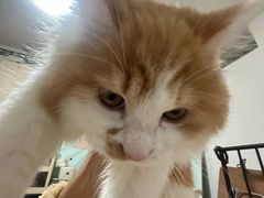 -宠爱国际动物医院·消化内科·心肾内科·ISFM猫友好(望京店)