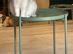 -猫儿山۰猫主题餐厅