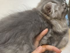 -御宝贝·A梦猫科宠物医院(国际猫友好医院)