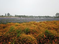 -北京东方普罗旺斯薰衣草庄园