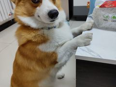 -宠福鑫康馨动物医院·骨科·眼科