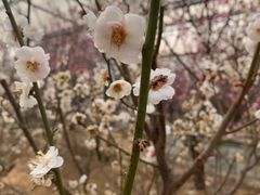 -北京鹫峰国家森林公园