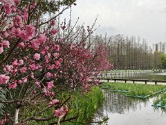 -圩墩遗址公园