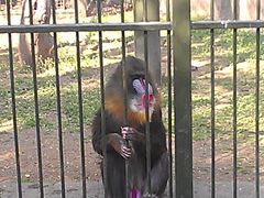 景点-青岛动物园