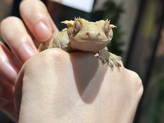 -帕帕拉兹宠物(亚洲旗舰店)