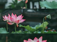 -西湖游船