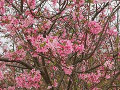 -天适樱花悠乐园