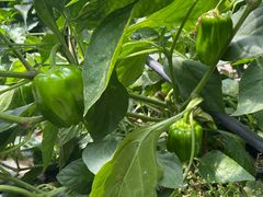 -甜心庄园·甜心草莓采摘园(西青中北店)