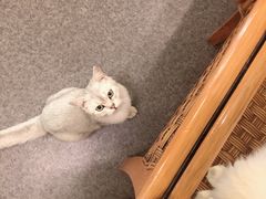-猫色咖啡·猫咖