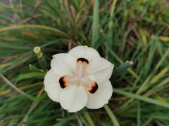 -中国科学院华南植物园