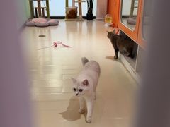-三花喵·撸猫购宠·宠物生活馆(虹桥南丰城店)