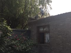 -白洋淀景区