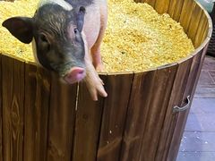 -正佳雨林生态植物园