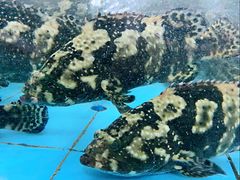 -渔人湾码头海鲜市场负二楼