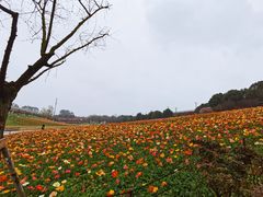 -秀丽东方