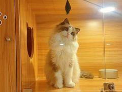 -猫十亿·布偶金渐层·曼基康矮脚猫舍(青年路店)