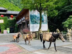 -藏龙百瀑风景区