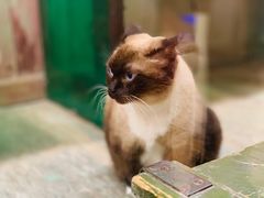 -猫咪博物馆(顶澳仔猫街店)