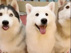 -和它·交个朋友·狗咖猫咖(爱琴海店)