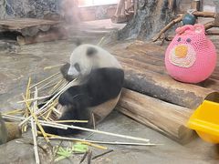 -海南热带野生动植物园