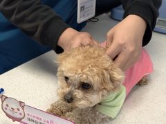 -凯瑞希宠物医院·狂犬免疫·微创·皮肤科
