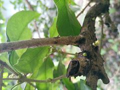 -小雅青年旅舍(平江路店)