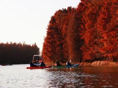 -上海海湾国家森林公园