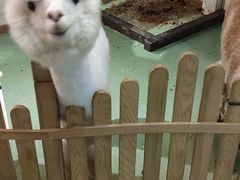 -藦茜花园宠物主题亲子互动体验馆(国顺东路店)