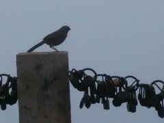 -洛阳白云山景区